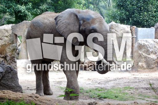 Afrikanischer Elefant.JPG